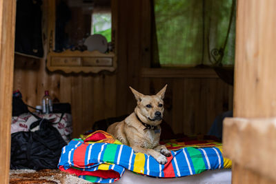 Portrait of dog sitting at home