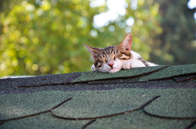 Close-up of cat