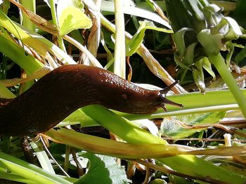 Close-up of insect on plant