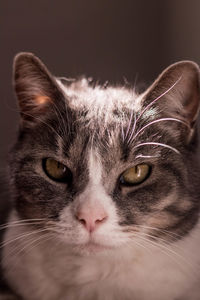 Close-up portrait of a cat