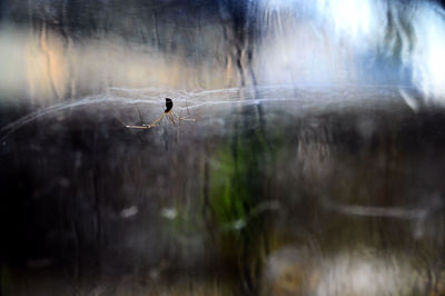 Close-up of spider on web