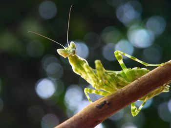 Close-up of insect on plant