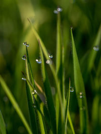 Close-up of raindrops on grass