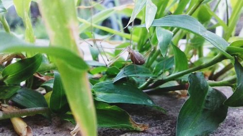 Close-up of insect on plant