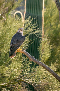 Close-up of bird perching on tree