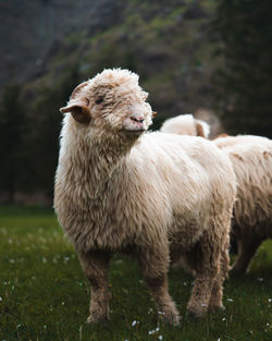 Sheep standing in a field