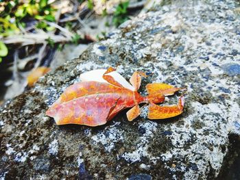 Close-up of orange leaf on rock