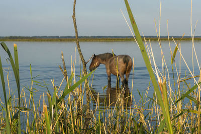 Side view of a donkey in water