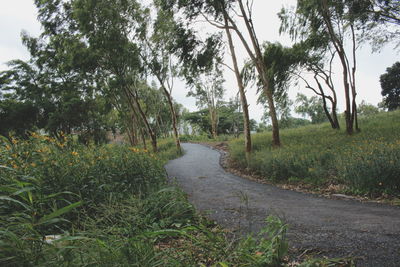 Road amidst trees and plants