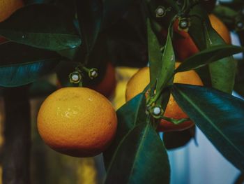 Close-up of oranges growing on tree