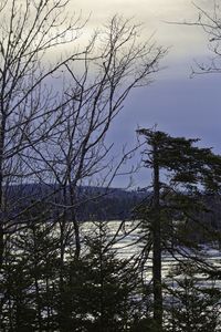 Bare trees on snow covered land against sky