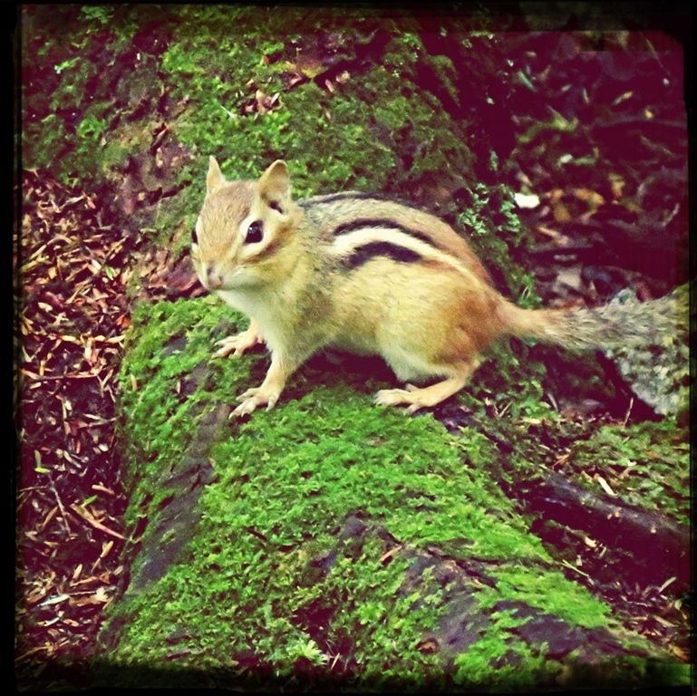 animal themes, one animal, mammal, transfer print, wildlife, animals in the wild, auto post production filter, full length, domestic animals, field, nature, standing, forest, outdoors, day, no people, sitting, leaf, sunlight, high angle view