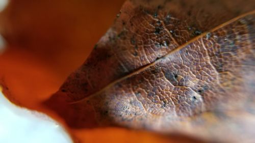 Macro shot of orange leaf