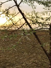 Close-up of branches against sky