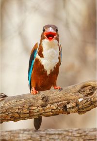 Close-up of bird perching on wood