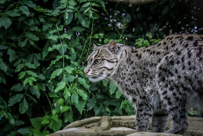 Cat looking away