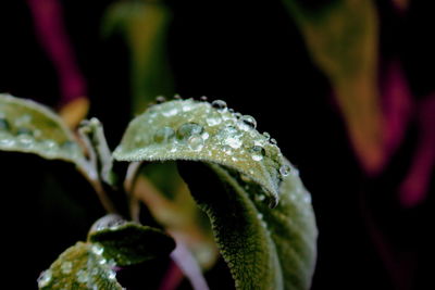 Close-up of plant against white background