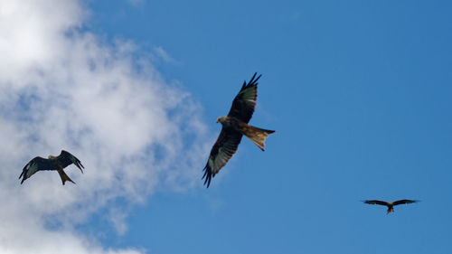 Low angle view of birds flying in sky