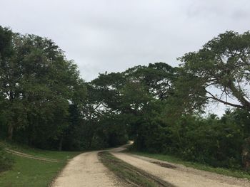 Road amidst trees in forest against sky