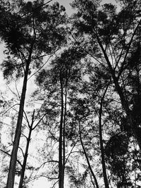 Low angle view of trees in forest against sky