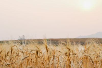 Scenic view of wheat field against sky