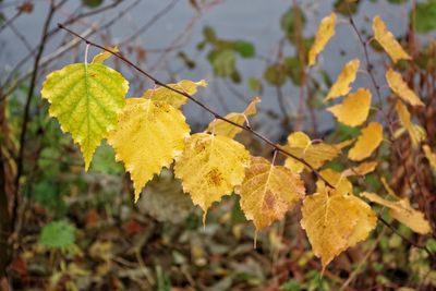 Close-up of yellow leaves against blurred background