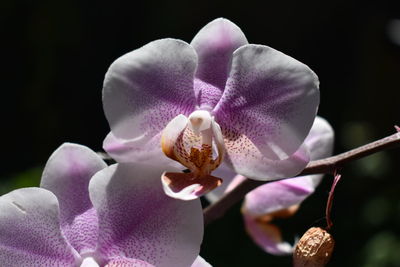 Close-up of pink orchids