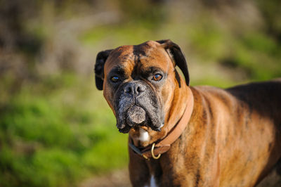 Close-up portrait of dog