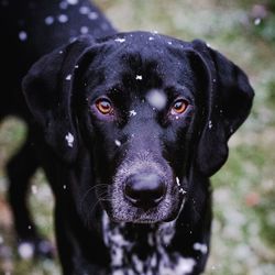 Close-up of dog