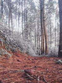 Trees in forest during winter