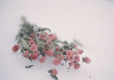 Close-up of flowers on branch against white background