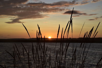 Silhouette of plants at sunset