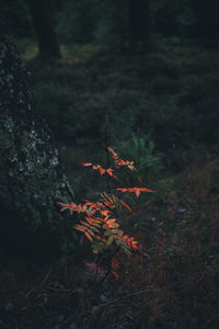 Close-up of plant growing on field in forest