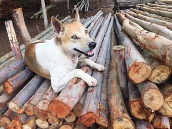 High angle view of dog relaxing on wood