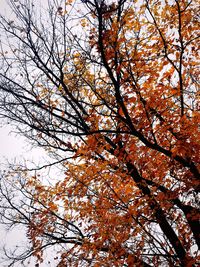 Low angle view of tree in autumn