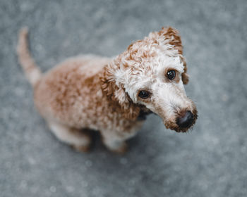 High angle portrait of dog looking at camera