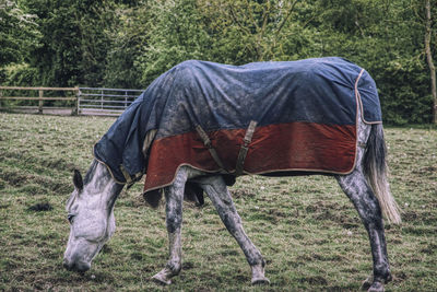 Horse in field