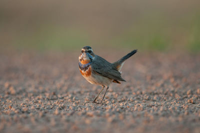 Close-up of a bird eating