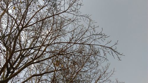 Low angle view of bare tree against clear sky