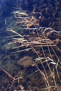 Close-up of dry leaf on field