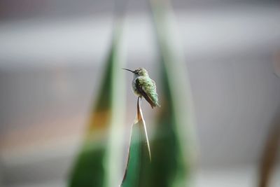 Close-up of hummingbird perching on plant