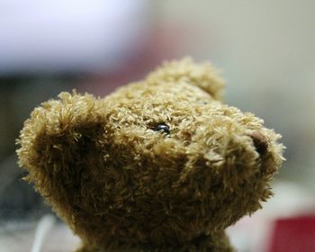 Close-up of teddy bear