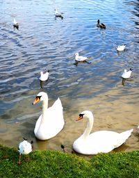 High angle view of swans swimming in lake