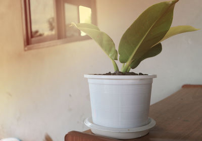 Close-up of potted plant on table at home