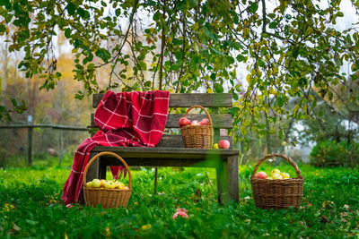 View of apples in basket