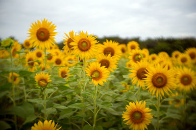 Close-up of yellow flowering plants on field