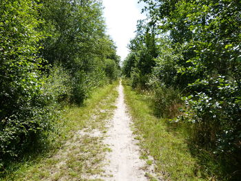 Empty road along trees and plants