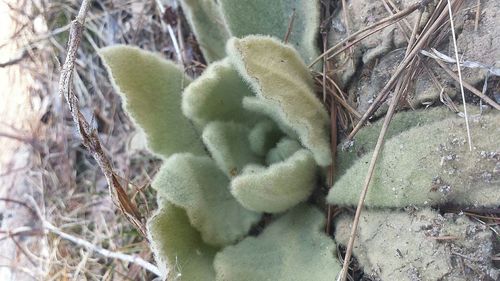 Close-up of plant