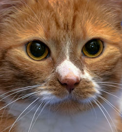 Close-up portrait of cat