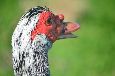 Close-up of a bird